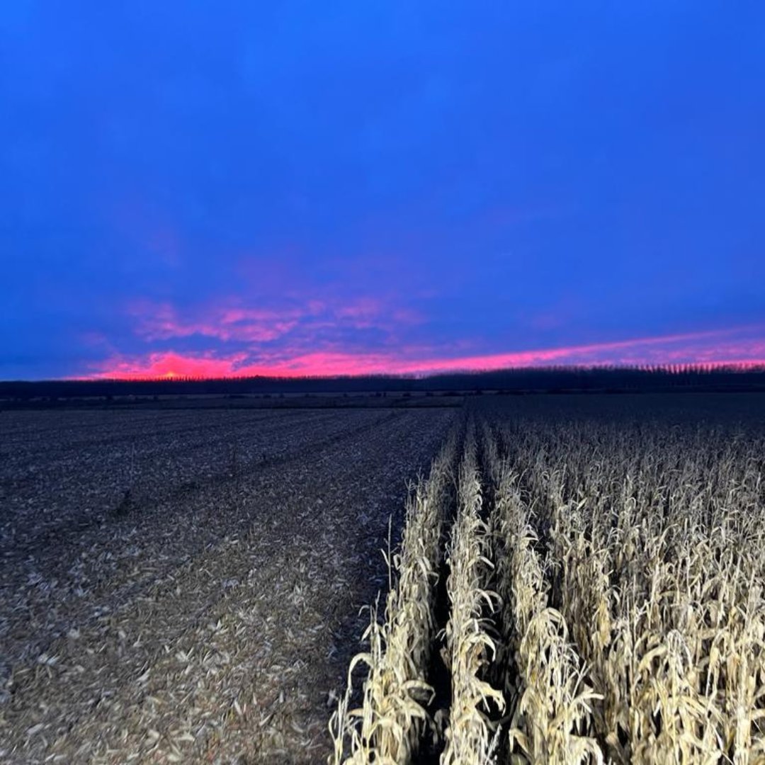 📷📍 #ResultadosDEKALB en Cabreros del Río, León. 👨‍🌾 Jose Antonio Santamarta Baro: 'Llevo sembrando durante varios años DKC4974, por lo bien que se adapta a esta zona y por su gran estabilidad.' 🌽 #ActivaDEKALB  cropscience.bayer.es/Dekalb/Maiz-Gr…