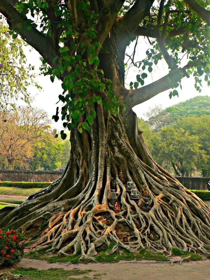 Worship of Peepal is a remedy for childbirth.

Roots of Peepal are associated with Brahma ji, Bark with Vishnu ji, Branches with Shiv ji, Leaves with all the deities.