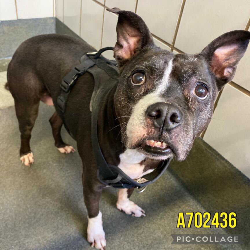 🆘 MEDICAL 9 YRS OLD #SENIORDOG LALA 💝 #A702436 (F, 40lb) LEFT BY OWNER IS BEING KILLED TMW 4.29 AT SAN ANTONIO ACS #TEXAS‼️

Friendly, sweet, house & potty trained. 

🚨📝diarrhea, inappetence per previous Owner, anxious

To #foster / #AdoptDontShop ☎️2102074738
#Pledge 🙏🏼
