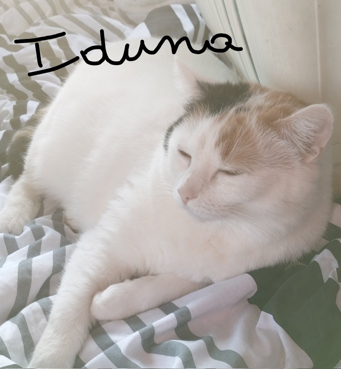 Yesterday was our 4th #gotchaday #yay 🐱🐱we are so pleased to live here already for 4 years: Jenna&Iduna #CatsOnTwitter #tabbytroop #calicocrew Have a smooth Sunday!