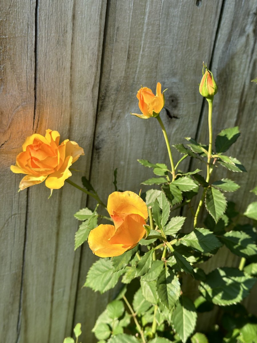 @DanThomasWSMV @WSMV In my yard enjoying the #Roses #FortWaltonBeach #Flowers