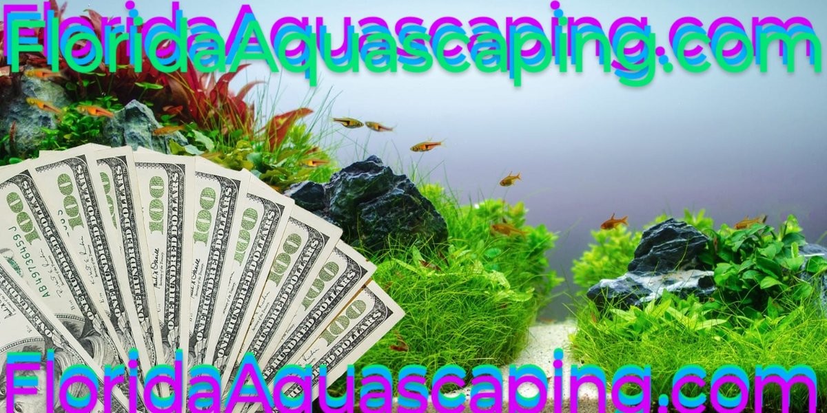 #aquascaping #aquaticplants #aquascape #ponds #flordiaaqauscaping #pondplants #fish #aquarium #fish #flordiaaquarium #aquaplants #pond #plantlife #nature #pondaquarium #plantsale #pondlife #fishtank #naturalfilter @floridaaquascaping.com #plantsale #bogo #bestproduct #bestprice