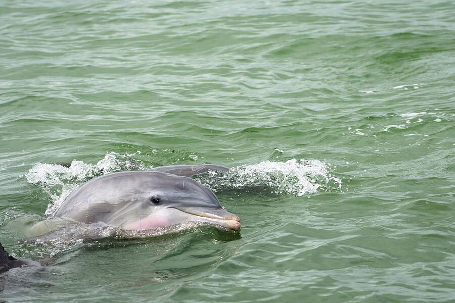 A Dolphin Hello by Debra Martz 
This #dolphine surfaced near the edge of the #ShipChannel where I was standing and appeared to #smile !
debra-martz.pixels.com/featured/a-dol… 
#coastal #coastalVibes #animal #Wildlife #photography #PhotographyIsArt #BuyIntoArt #AYearForArt #SpringForArt