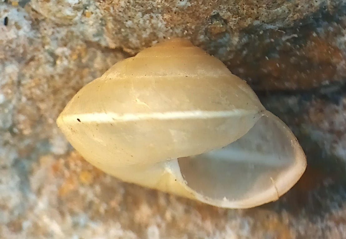 A snail from my garden in north Suffolk - someone says it is Hygromia cinctella ('mainly Mediterranean' says Kerney & Cameron, introduced to S Devon). Can anyone @SNS1929 @NorfolkNats @MalacSoc confirm, please? #snails #mollusca #wildlife