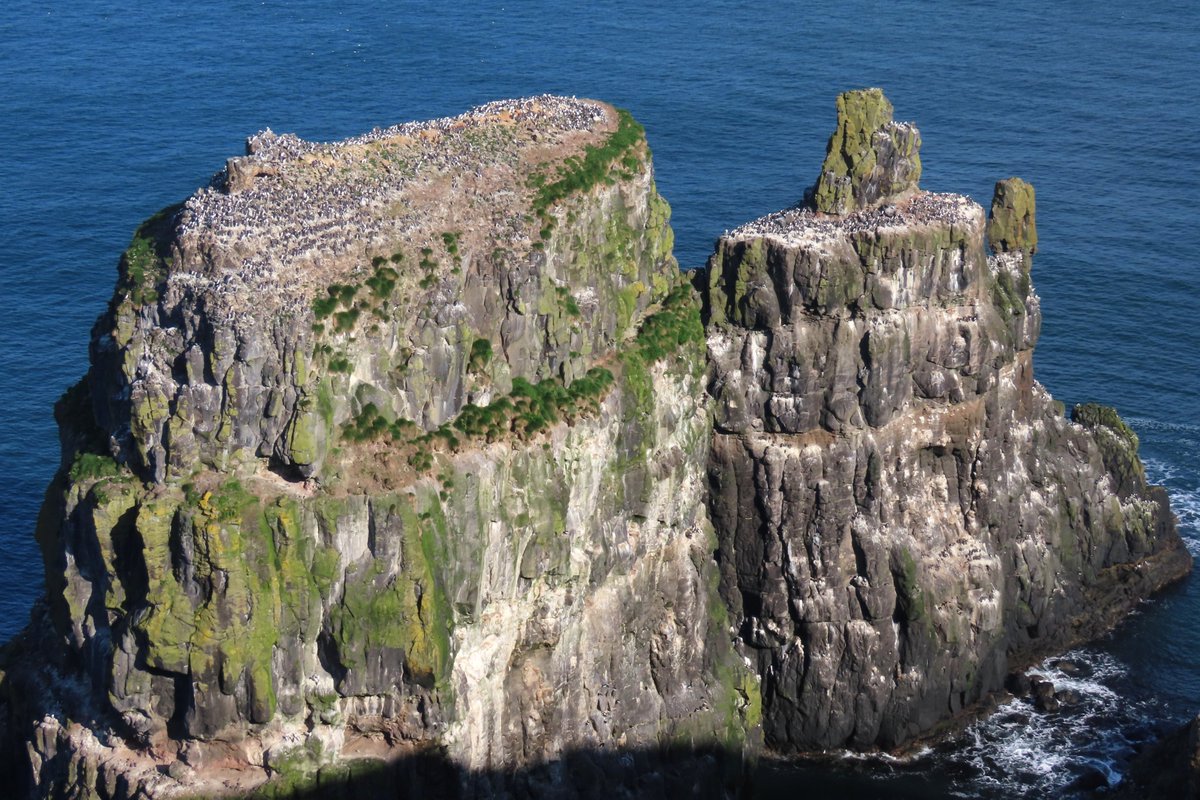 What a buzz to see many thousands of Common Guillemots and Razorbills flocking back to the cliffs today - numbers building up now but still plenty of room for more, and lots of rowdy fighting and mating going on. Nearly time to get serious and lay some eggs #SuperSeabirdSunday