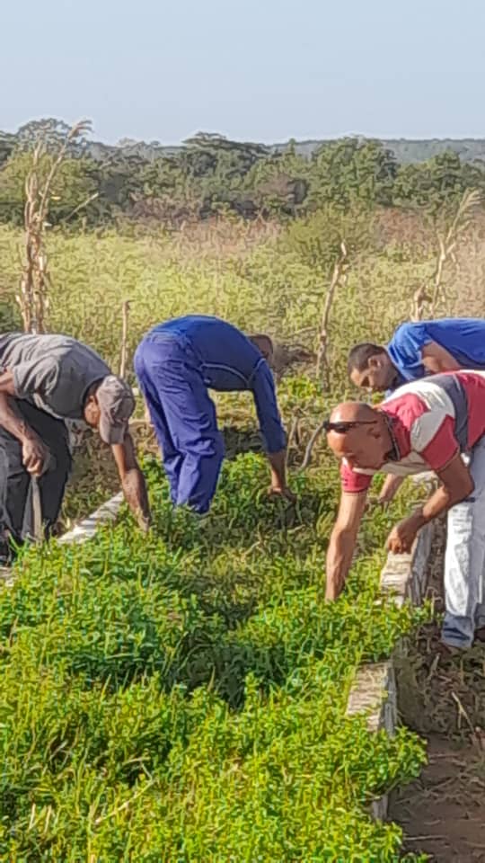 pavon_carbonell's tweet image. Continúan los aportes de los colectivos de la #IndustriaQuímica en saludo al #PrimeroDeMayo . Hoy  trabajadores de la Empresa Mixta #PROSA realizan trabajo voluntario en #Cárdenas, #Matanzas #GenteQueSuma.