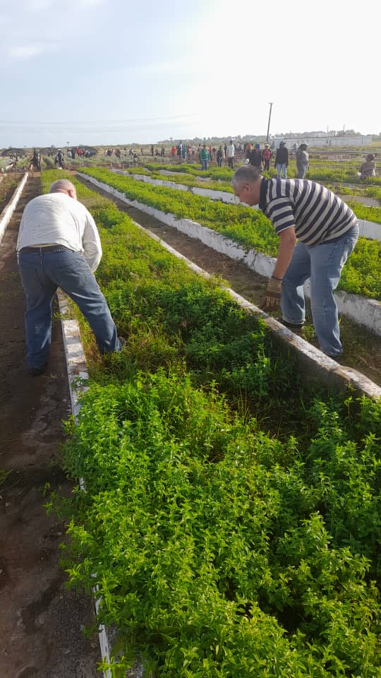 pavon_carbonell's tweet image. Continúan los aportes de los colectivos de la #IndustriaQuímica en saludo al #PrimeroDeMayo . Hoy  trabajadores de la Empresa Mixta #PROSA realizan trabajo voluntario en #Cárdenas, #Matanzas #GenteQueSuma.