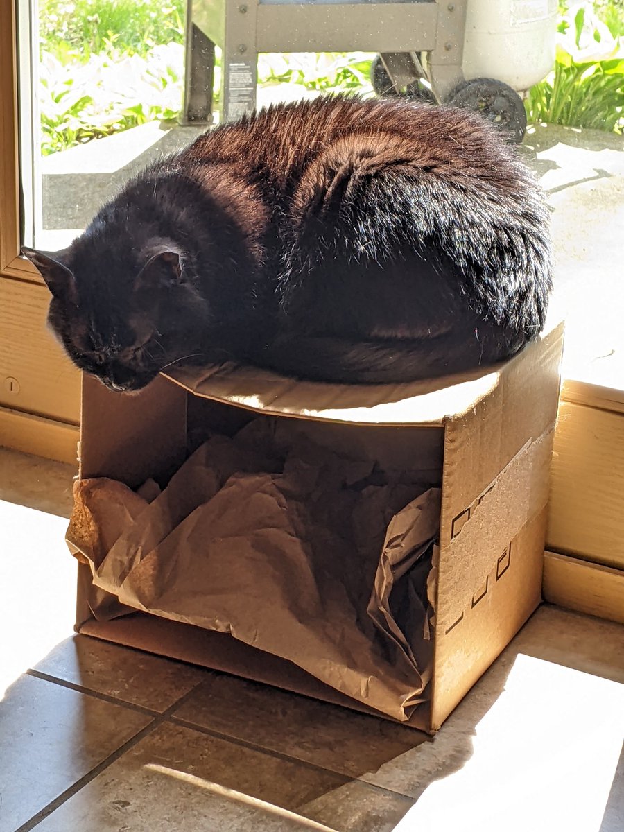 Eddie's #LionBrandYarn box has become a sunning platform.
#CatBoxSunday #CatsOfTwitter #CatsOnTwitter #CatTwitter #blackcats #panfursquad #moggies #catpics #minipanfur #RescueCats #voidcats #CatsOfX #CatsOnX #cats #catsonboxes #sunpuddle #SundayMorning