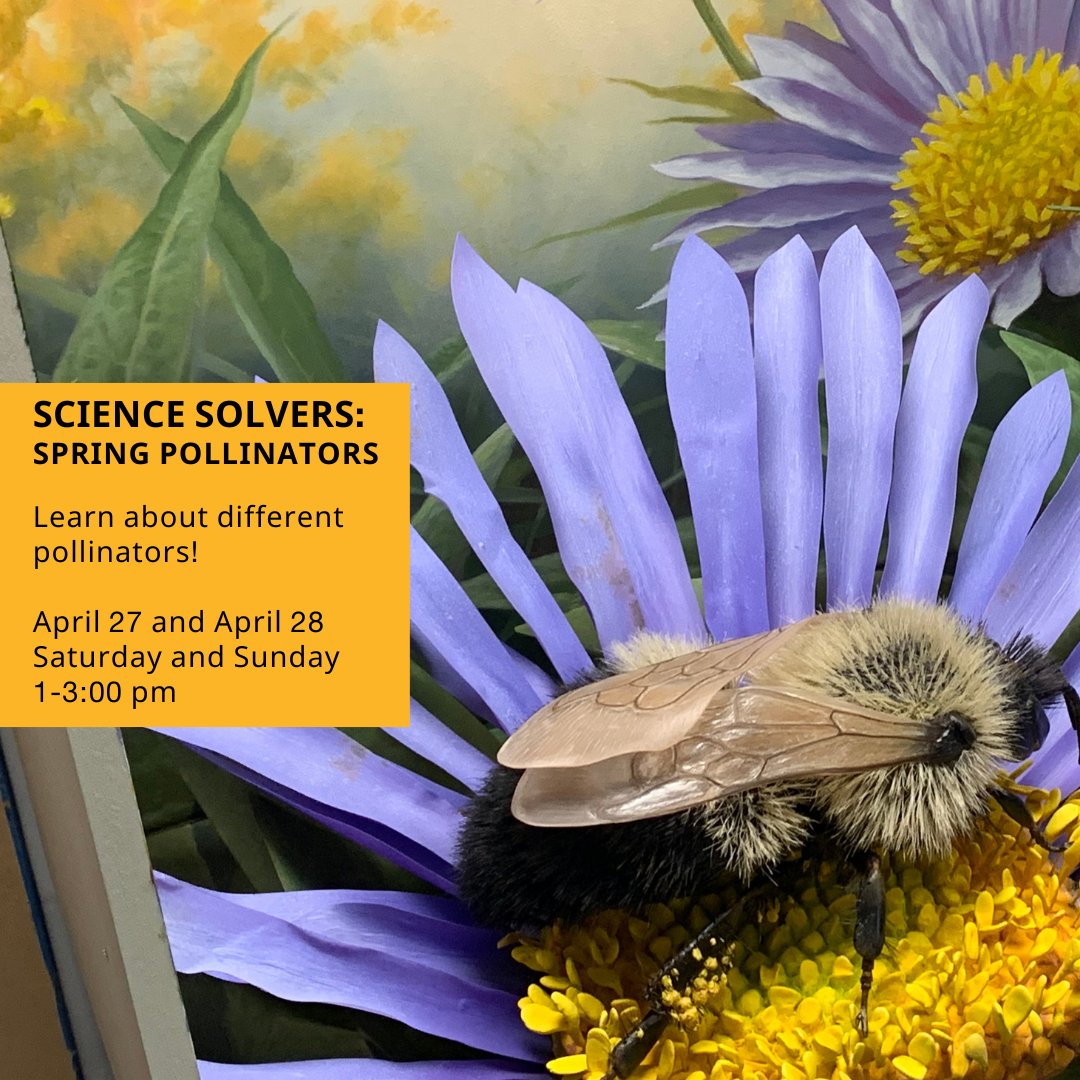 🐝Calling all curious kids & families! Get ready to BUZZ with excitement at the Bruce Museum's Science Solvers: Spring Pollinators this weekend! 🌼 Discover the power of pollinators and their role in our world. ⁠ ⁠ Sat & Sun, 1-3 PM⁠ Free with admission!⁠ ⁠#ScienceForKids