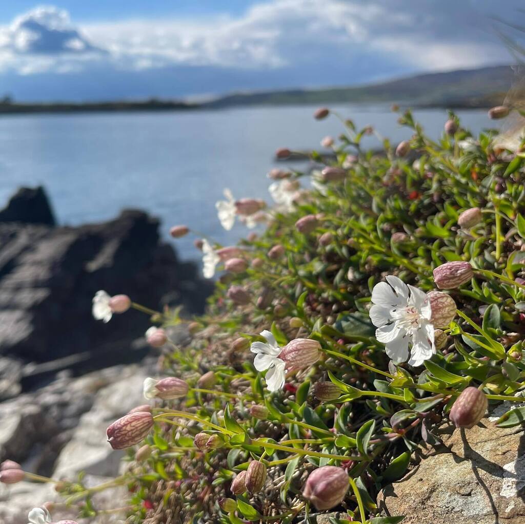 The Galloway coast is bursting into bloom just now. 🌊🌸🌱🌊 I love just admiring these three common coastal plants, made all the more spectacular by their unlikely-looking rocky homes. 🌊🌸🌱🌊 But it is nice to also connect with them in the more intim… instagr.am/p/C6TjQ91oLL4/