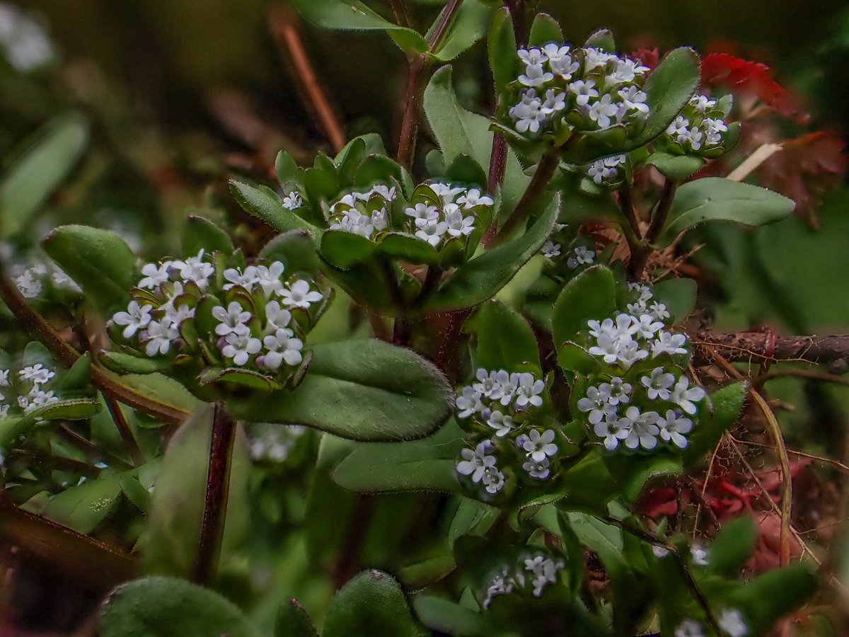 Een plant welke op dit moment op allerlei plekken staat te bloeien: Gewone veldsla.