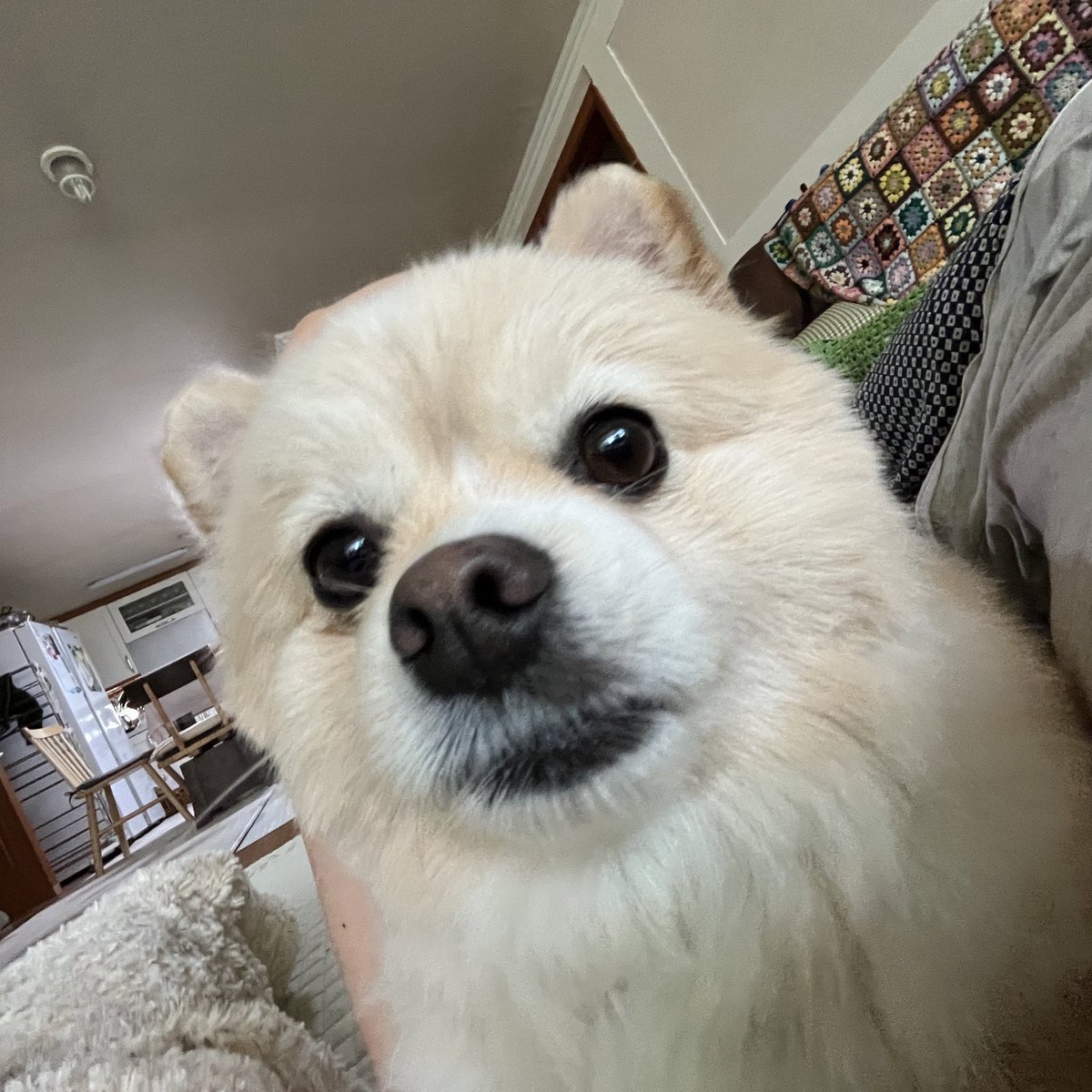 저희 강쥐의 6번째 생일입니다 축하의 마음 한번 눌러주시고 건강해라 한마디 속으로만 해주시면 감사드리겠습니다