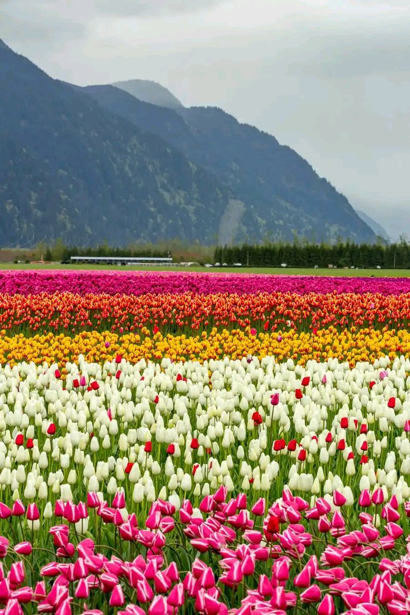 Tulips Field in Canada🌺🇨🇦💜