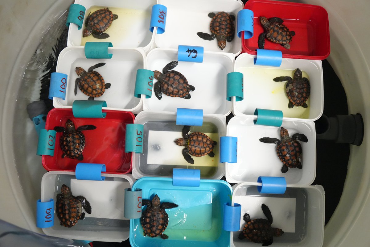 I helped our amazing turtle team today with weighing food, feeding, looking for pooped plastics, changing water for our rescue hatchlings. Some started eating by themselves - yay! So proud of these little fighters! #turtles Please support them - givengain.com/.../help-us-to…...