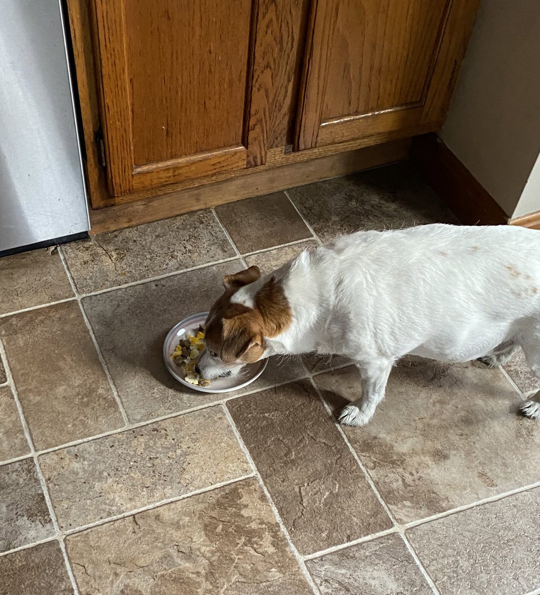 Happy #SundayFunday! I still have my cone I just get breaks whenever pawsible. Yesterday was a wuvely day. Was outside all day. Cloudy but warm today and got sausage and eggy 2nd breaky. 💖🐾 #secondbreakfast #sundayvibes #jackrusselllife #dogsofX