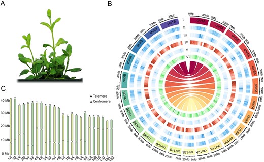 Mentha suaveolens 'Variegata' genome assembly reveals insights into essential oil biosynthesis. Low ISPR expression suggests piperitenone oxide accumulation over menthol. 🌿🔬 #Mentha #Genomics @OxfordJournals 
Details:academic.oup.com/hr/article/11/…