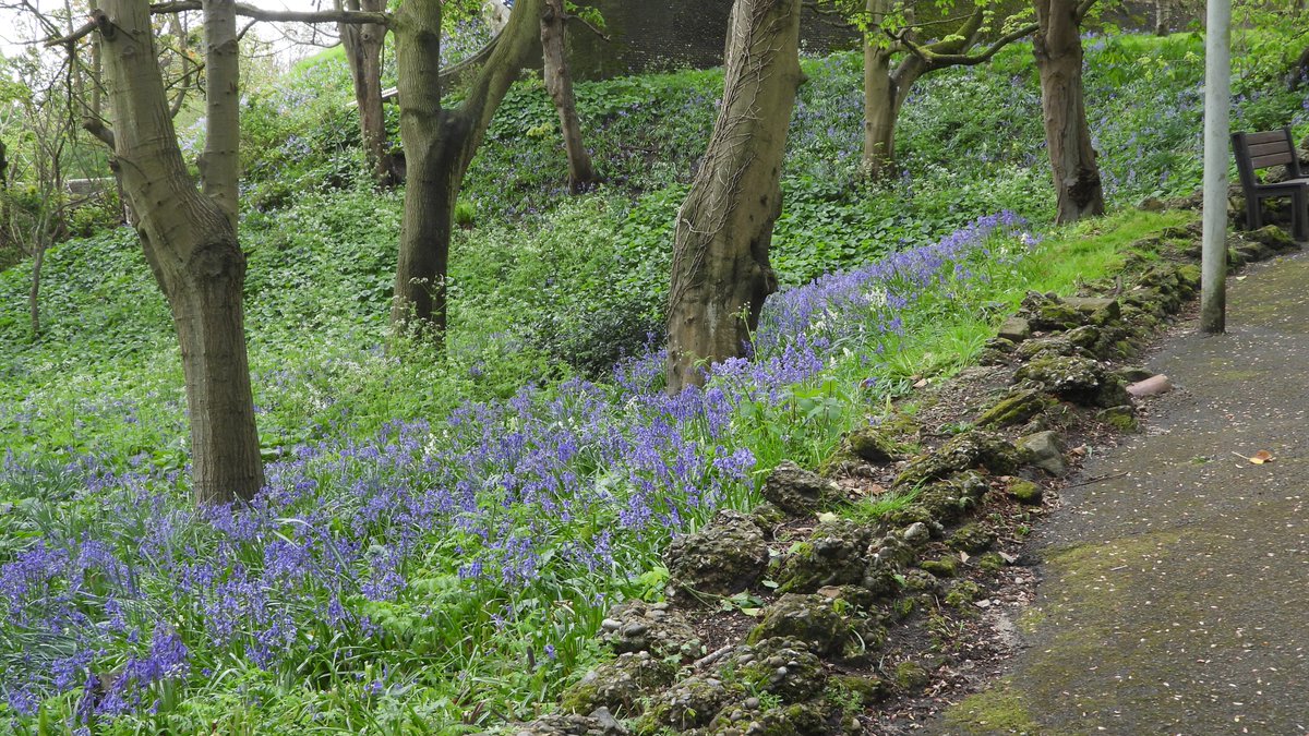 Bluebells in Sparrows Nest Lowestoft today.
#Bluebells 
#sparrowsnest
#Lowestoft