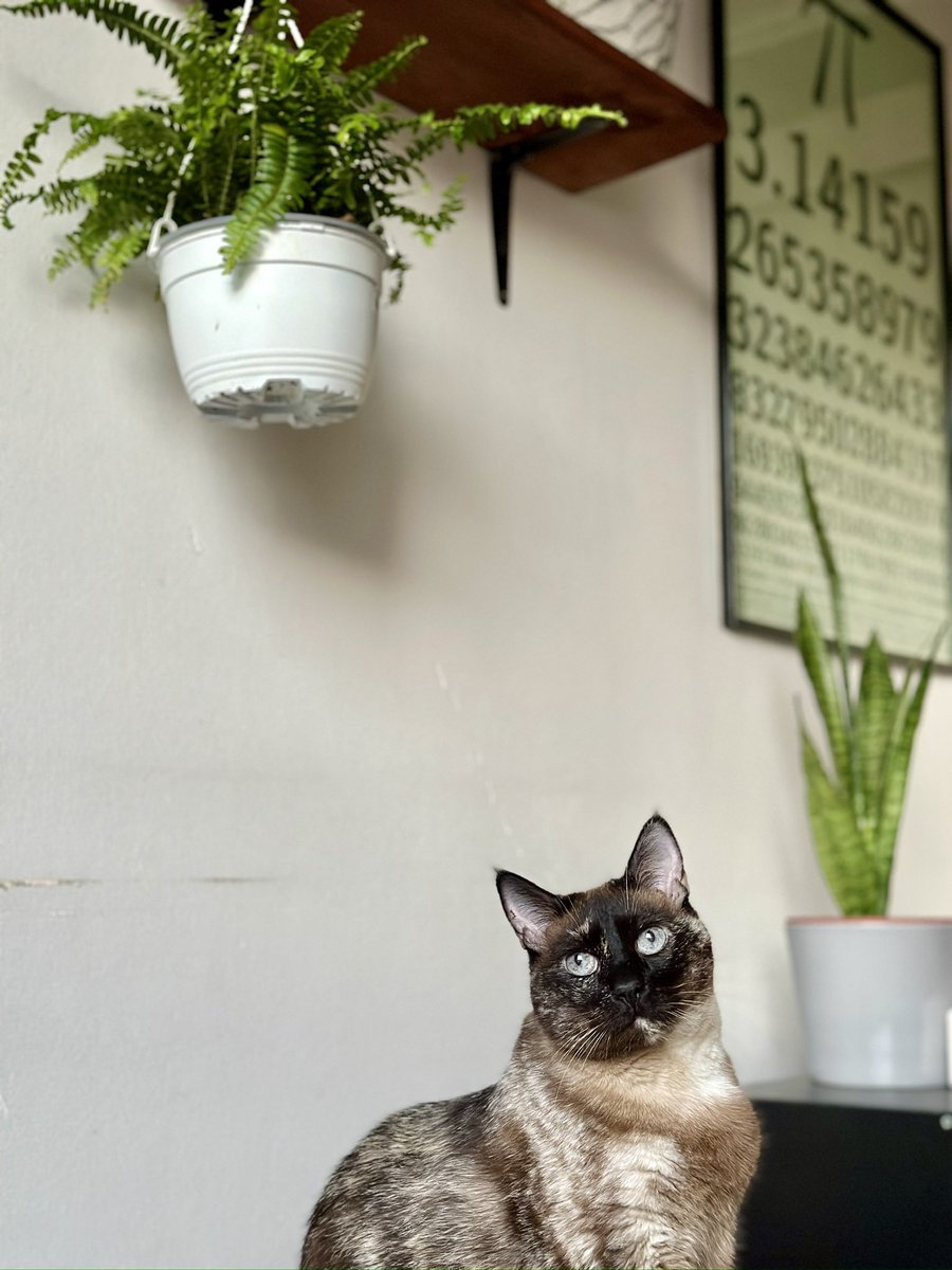 Sebastigutierre's tweet photo. @twaniimals Todos la conocen como la “Señora gata”, pero su nombre es Ammy. Tiene 13 años https://t.co/Pds0xX1JMX