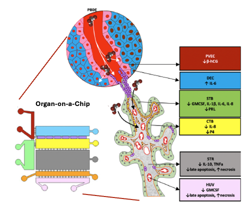 NanoBio Systems Lab @ TAMU tweet media