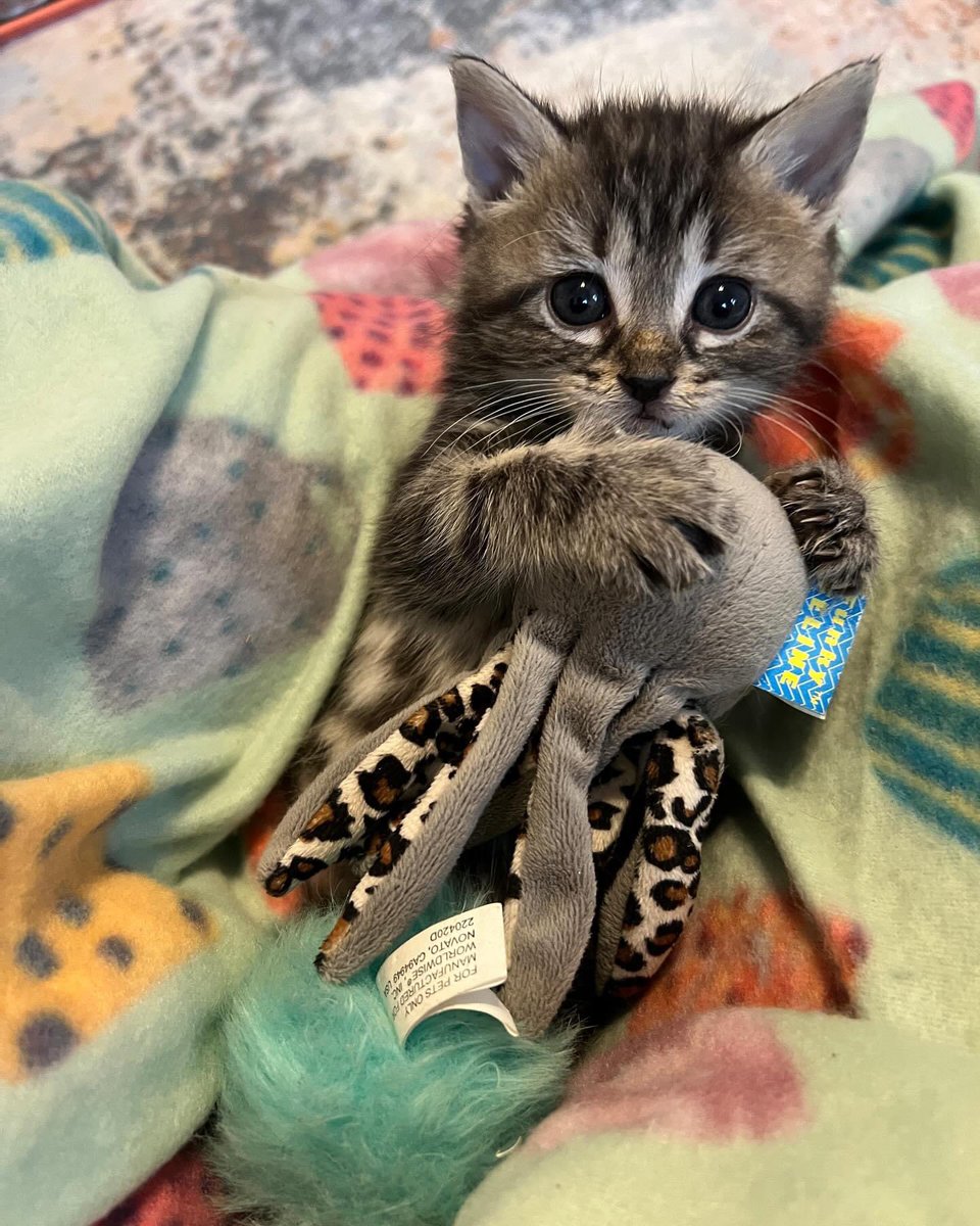 loudouncats's tweet photo. From their temporary foster “Sunday Funday! The Whiskey Kids go back to their foster today. It has been fun having them here and seeing how far they have come! They are little survivors!

At the vet yesterday, we confirmed Tully and Teeling are boys and Slane is a girl. No concerns and everyone is looking good 😊.”

#slane #tullamore #teeling #irishwhiskey