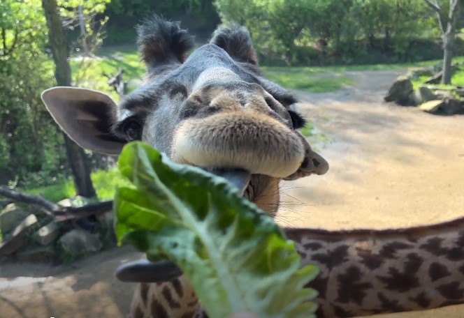 Herbivores at the Cincinnati Zoo are now enjoying fresh produce grown on-site with hydroponic growing systems. The Zoo’s new container farming system will produce hundreds of pounds of produce each week that will be fed to animals as soon as it’s harvested ow.ly/V7Og50RmoT1