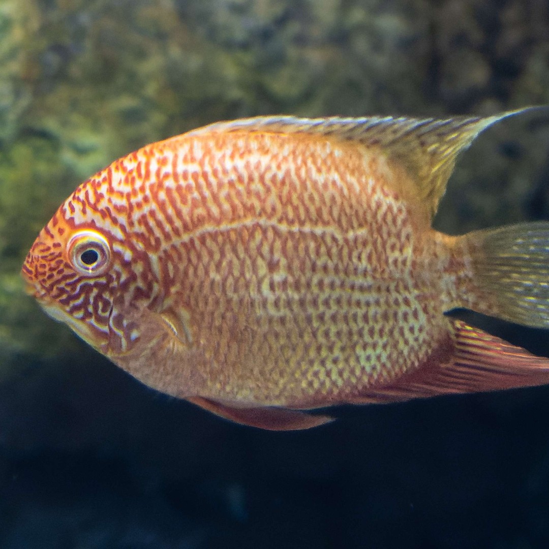 Why did the fish blush? 😳 🐠 😳 Because it saw the ocean's bottom. #ToledoZoo #ToledoOhio #DadJoke #Fish