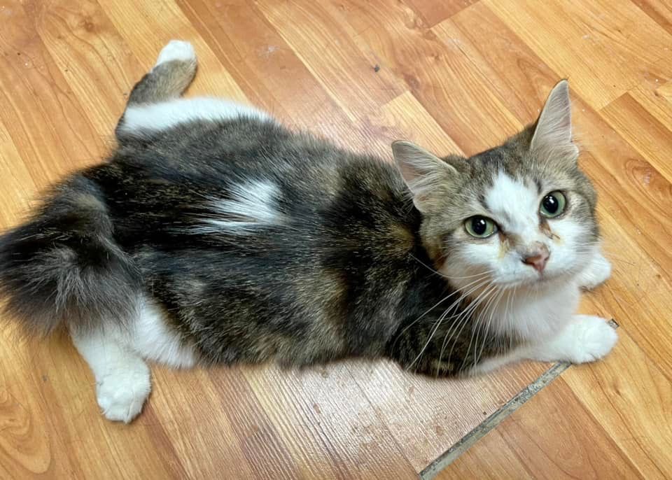 😽 Happy #SundaySplootOff! 😽
Frog legs for the win! Thank mew, Victoria E. for sharing your kitty’s cute sploot! 💕🐸