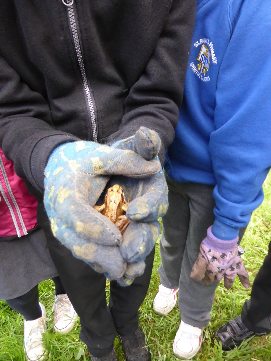 It’s #SaveTheFrogsDay! 

Remember, if you come across an #amphibian, try not to handle it unless necessary and try to wear gloves to prevent substances from our skin accidentally transferring onto them.

Their damp skin allows for chemical transfer, including oxygen.