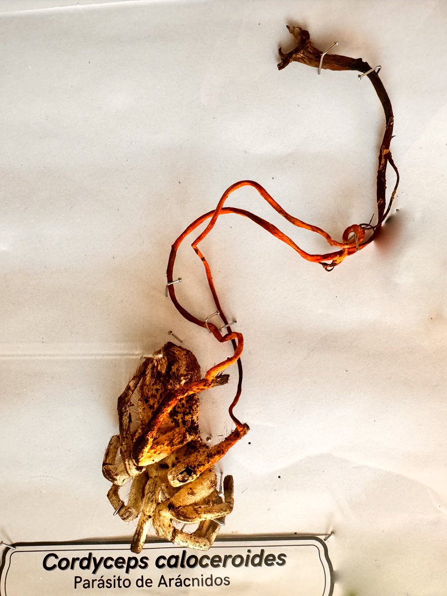 En la Universidad, hace poco, me encontré con esto en el escritorio de una colega bióloga que estudia hongos 
Es una tarántula atacada por un hongo parásito del género Cordyceps
Estos hongos se comen a sus víctimas desde adentro
Reemplazan sus tejidos por micelios, manteniendo la