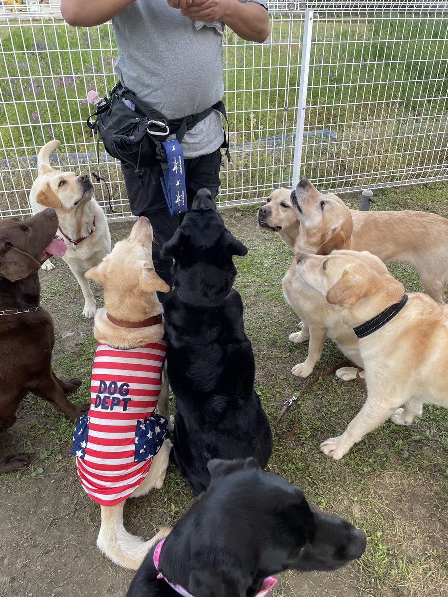 今日は犬友達のお家のドックランに遊びに行かせてもらいました🐶 大好きな ラブラドール に囲まれて 初めましての お友達とも なかよく遊べたし 飼い主さんも 良い方で めっちゃ 楽しかった😊 また 遊んで下さいね〜✨️😊