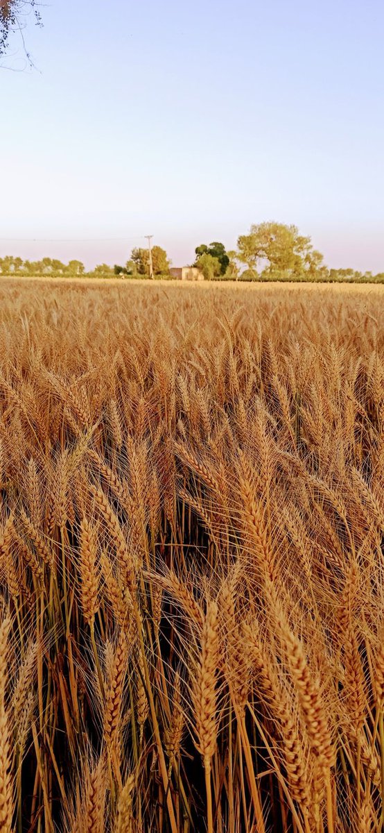 _me_saim's tweet photo. Not buying wheat from the farmer is not good sign for state. This year, the state will survive. But in the coming time, the consequences of this evil will be terrible.
#Farmers #wheat2024 #Inflation
#Pakistan #think_wisely #هزة_أرضية #النصر_الخليج #اردو_زبان https://t.co/CPkWfEeDKP