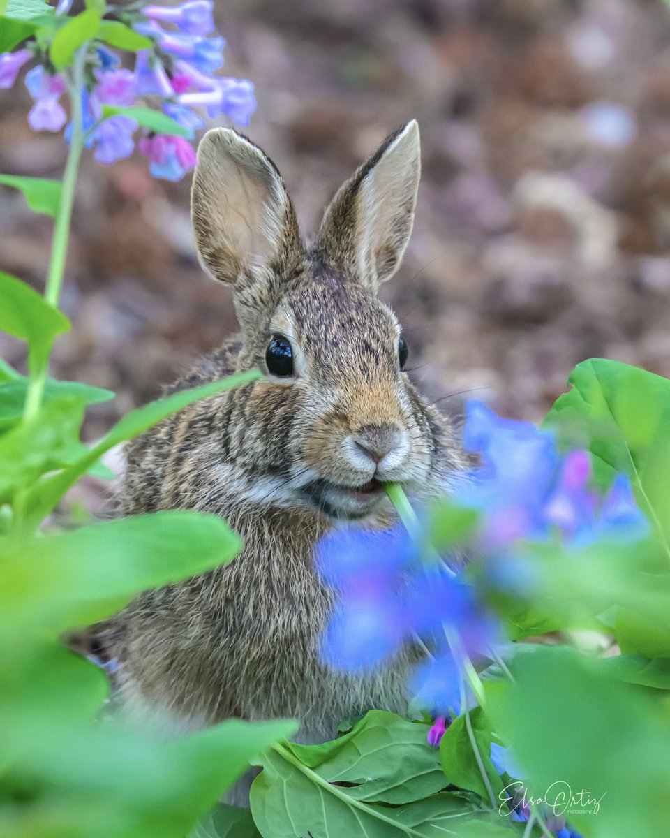 Happy Sunday! 🐰
Eastern Cottontail Rabbit eating flower stems. 
#birdcpp #centralpark #cottontailrabbit #cottontail #rabbit #conejo #wildlifephotography #wildlifepark #wildlife #nature #naturephotography