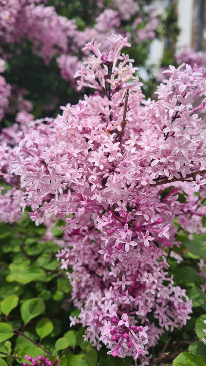 My lilac tree is looking particularly fine and handsome today! 💜 #books #lilac #lilacs #purple #pink #April @GdnMediaGuild @The_RHS @PavilionBooks @HarperCollinsUK