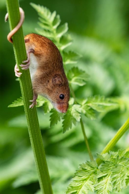 @WildlifeEaling This release of Harvest Mice, part of the reintroduction of Europe's smallest rodent in Ealing, is association with Ealing Wildlife Group and with funding from @rewildlondon @LDN_environment @WildLondon #HarvestMice #PerivaleWood #MicromysMinutus #Ealing #London