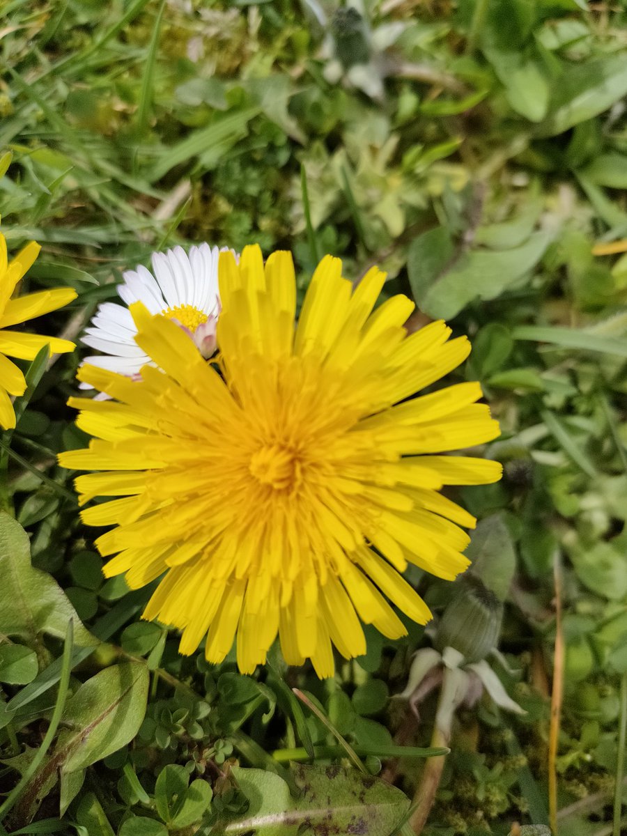 Dandelions 🌼 open and close with the coming & going of the ☀️ Just like the Alder 🌳 paves the way for others to follow the Dandelion pushes it's root deep into the soil both loosening & nourishing it allowing others more delicate plants to follow 🌳🌳🌿🌼🌿🌳🌳