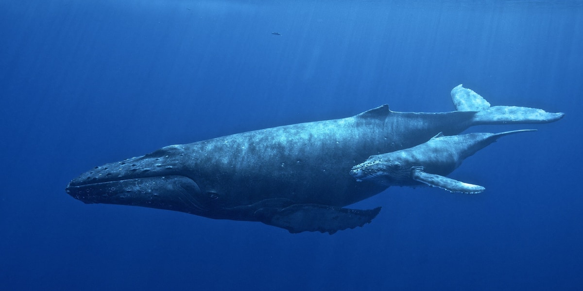 ヒゲクジラは1600キロ先の仲間にも届く「発声システム」を進化させていた！
nazology.net/archives/148939

デンマークSDUはこれまで謎だったヒゲクジラ類の発声システムの解明に成功。他の生物にはない独自の喉頭を進化させており、最大で1600キロ先の仲間に届く声を出せるようになっていました。