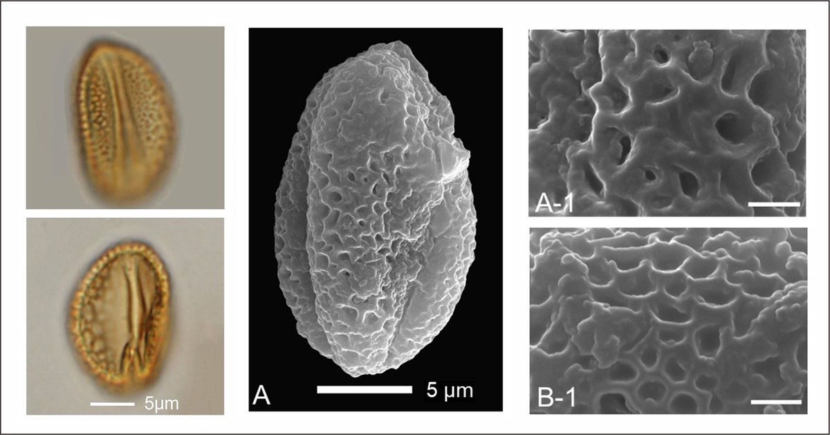 Transformation of regional #vegetation driven by #climate change during the last deglacial–early #Holocene at Chaohu Lake, eastern #China: New #pollen insights doi.org/10.1016/j.revp…