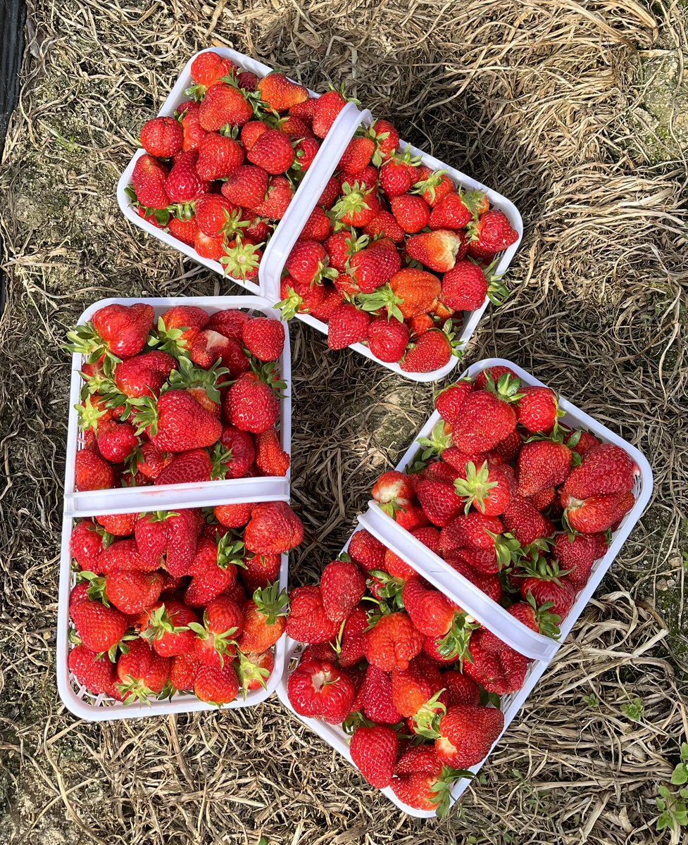 Trail ride 🐴 and strawberry 🍓 pickin’.

#granvillecountync #eleanorwagnerauthor #ladyghostbuster #ladypodcaster #paranormal #ghosts #authoreleanorwagner #newjerseyspirithunters #authorsofinstagram