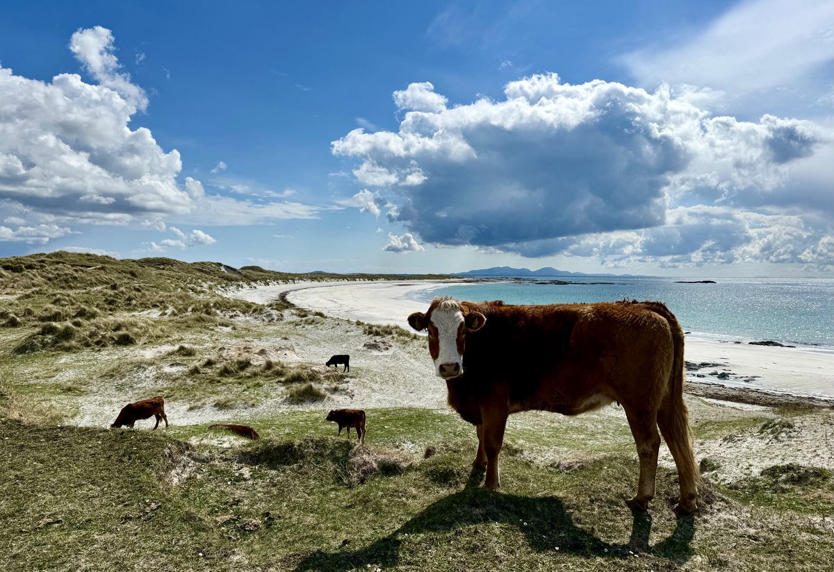 Moo-dy skies today on the #OuterHebrides 😂👍🏻😊