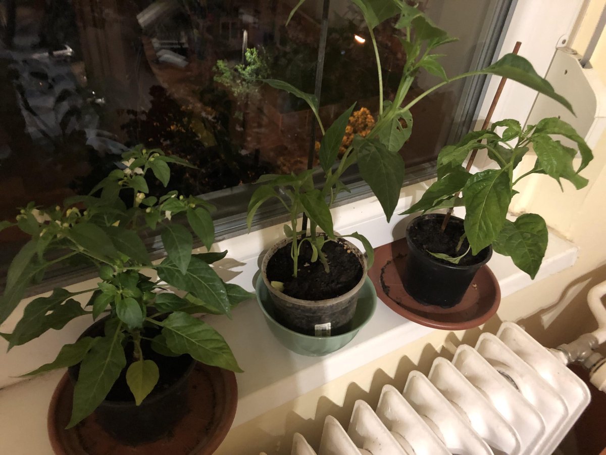New to growing peppers, need some advice
 
allforgardening.com/837461/new-to-…
 
#IndoorGarden