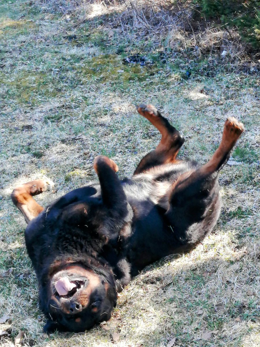 Wouldn't be Sunday Funday without a Shermie Shimmy 🎶🐾🕺🎶🐾🕺🎶Everybody Shimmy 🙌💯😂Sun's out Tongues Out 👅🎶🐾🕺🎶🐾🐾💙#Sherman #Shermieshimmy #pawsintheair #mybestfriend #fuckcancer #Rottweiler #SundayFunday