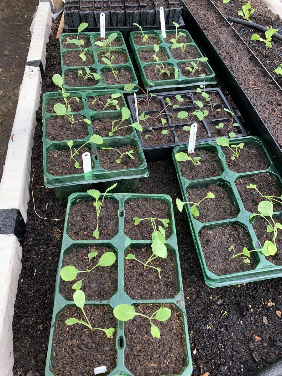 More brassicas potted on, sprouts and cabbage