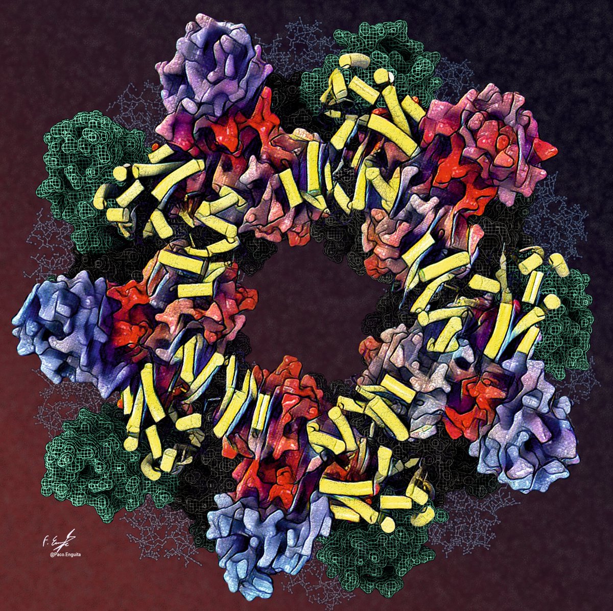 CryoEM structure of the Selenocysteine synthase- SelA from Escherichia coli (PDB code: 8UZW) #scivis #molecularart #sciart @proteinimaging 
behance.net/gallery/197299…
