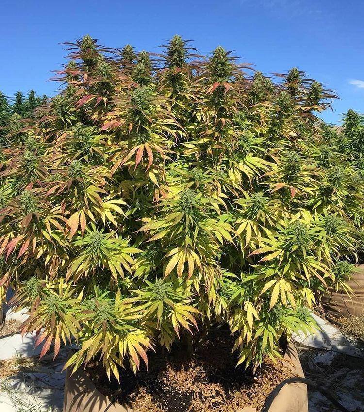 This gorgeous plant is grown in a fabric pot Fabric pots can allow better airflow to the roots, drainage, and root pruning 📷 chiefnhydro