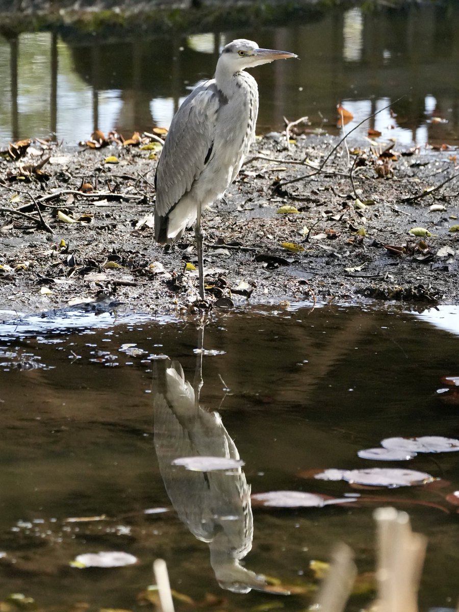 アオサギ
須磨離宮公園

📷Sony α6700
     FE 100-400mm F4.5-5.6 GM OSS

#アオサギ 
#須磨離宮公園 
#鳥好きさんと繋がりたい 
#写真好きな人と繋がりたい 
#greyheron 
#これソニーで撮りました