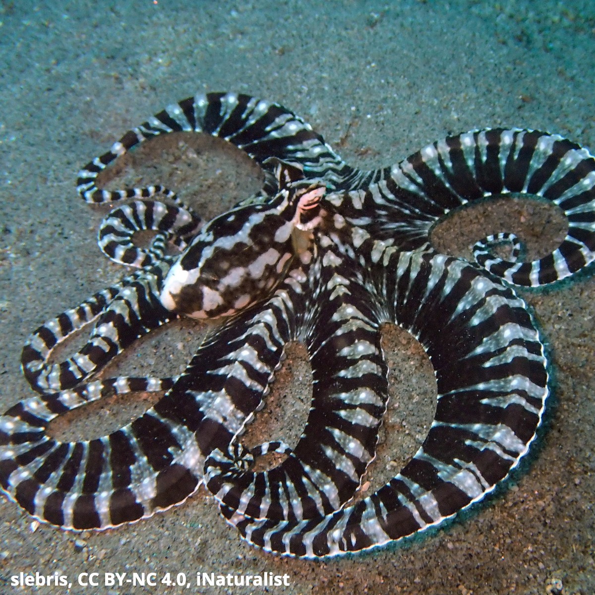 Meet a master of disguise, the mimic octopus! To protect itself from foes, this cephalopod masquerades as more dangerous animals. By contorting its body & using color-changing cells in its skin, it can take on the appearance of sea snakes, lionfish, & other toxic ocean-dwellers.