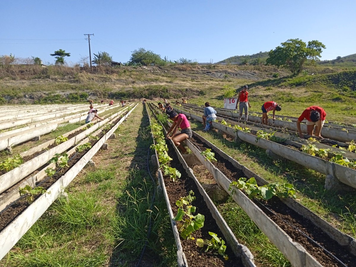 Escuela Pedagógica ' Pepito Tey ' de #SantiagoDeCuba a la vanguardia en la producción de alimentos en la República. Éxitos @CubaMined @btan0987 @MarlenTriana3 @dpestgo