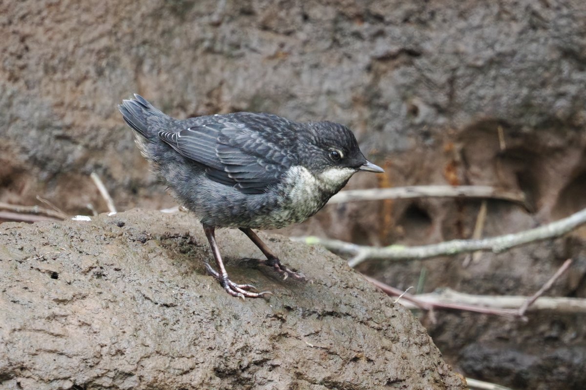 SFbirding tweet picture