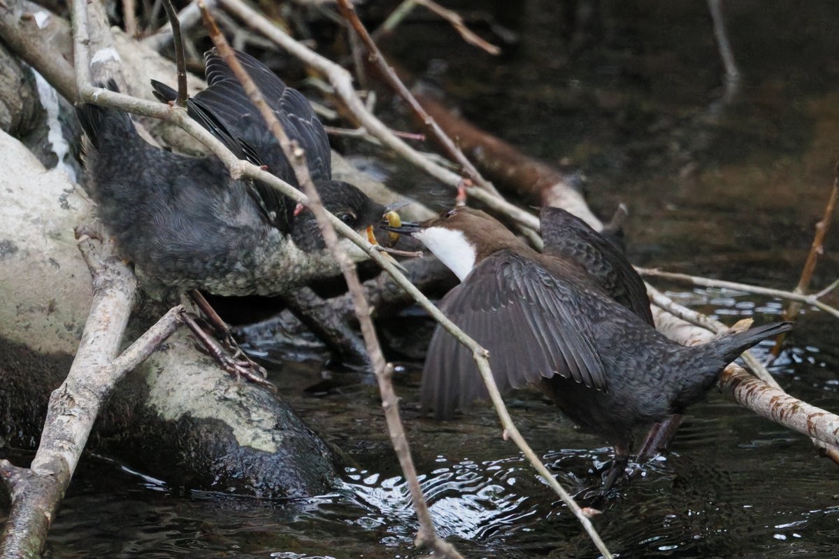 SFbirding tweet picture