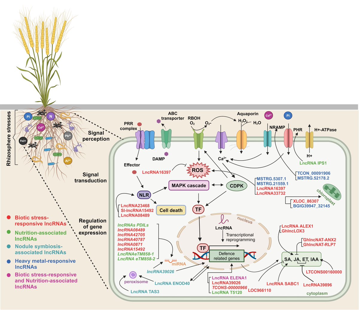 Underground Communication: Long Noncoding RNA Signaling in the Plant Rhizosphere #review #PlantCommunications cell.com/plant-communic…